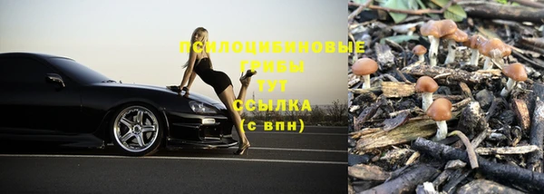 шишки Белокуриха
